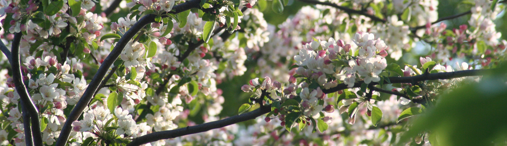 evalution – tankar och ting –